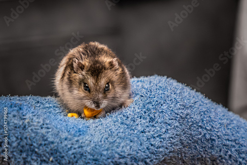 white fluffy hamster on blue