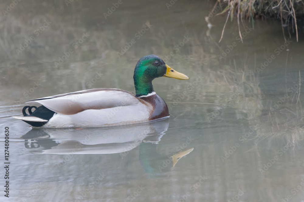 Obraz premium male mallard duck close up in Brittany