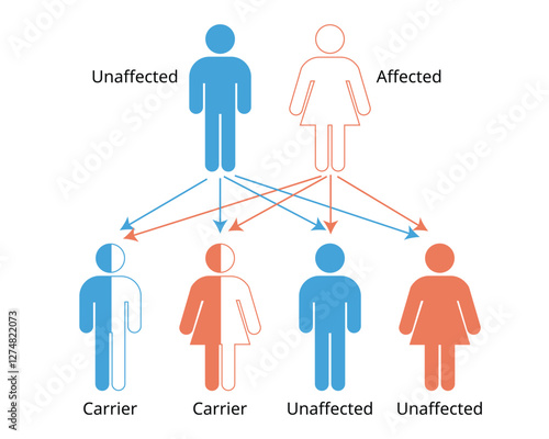 Mendelian genetics, the three possible genetic conditions for a trait inherited in a recessive manner