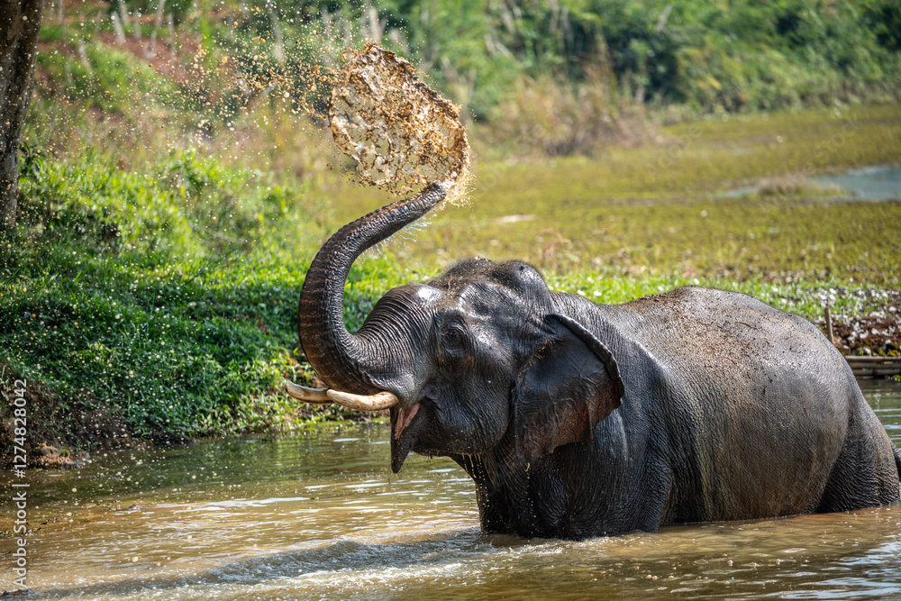 Obraz premium Elephant Throwing Water On Itself