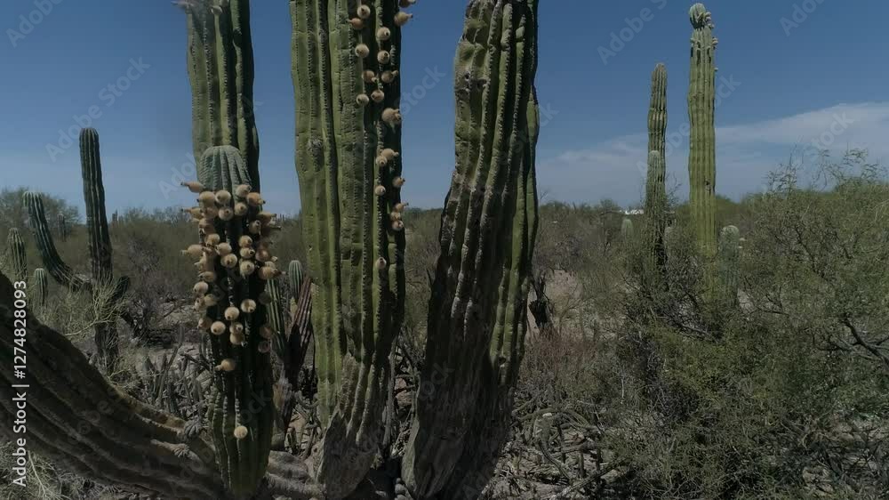 Aerial Views of Cacti in the Baja Desert: A Portrait of Resilience Aerial Views of Cacti in the Baja Desert: A Portrait of Resilience