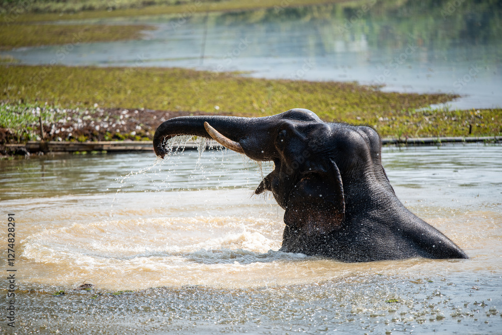 Foto Elephant Playing in Water
