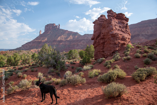 Dog In Desert