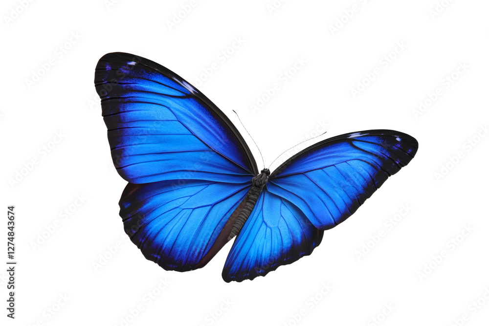 Obraz premium Blue butterfly with its wings spread open, isolated