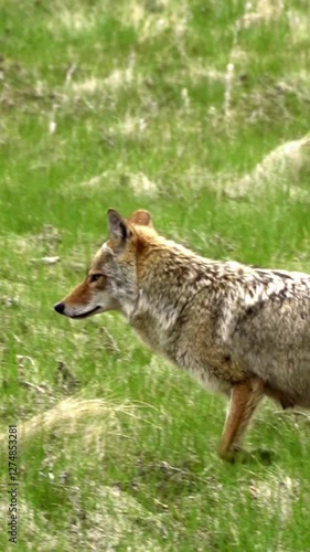Vertical 4K video series capturing coyotes roaming through spring forests in Edmonton, Canada. Showcases their natural behavior in a lush woodland setting. Perfect for nature and wildlife content.