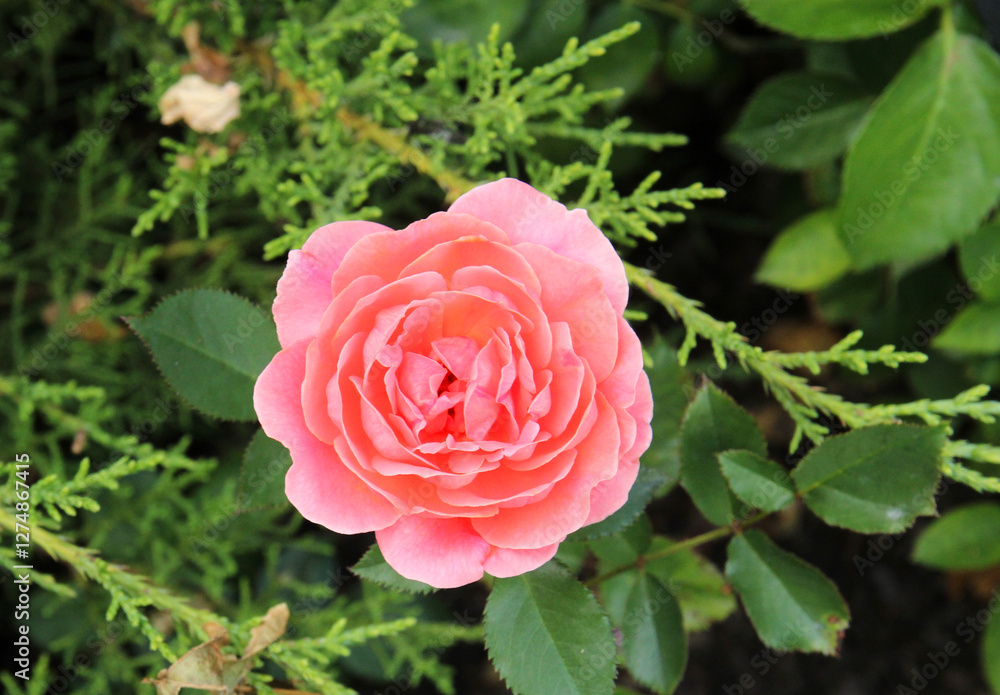 Bunch of rosy roses isolated in the garden Bunch of rosy roses isolated in the garden