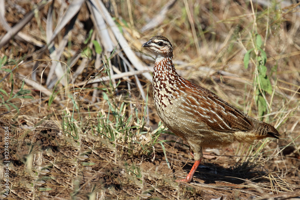 Schopffrankolin / Crested francolin / Dendroperdix sephaena Schopffrankolin / Crested francolin / Dendroperdix sephaena