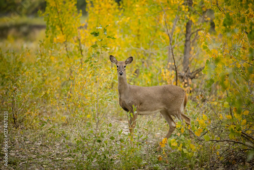 White-tailed deer doe in summer prairie brush