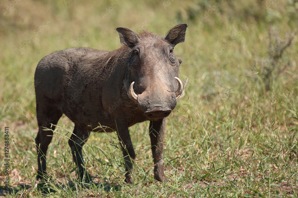 Warzenschwein / Warthog / Phacochoerus africanus.. Warzenschwein / Warthog / Phacochoerus africanus..