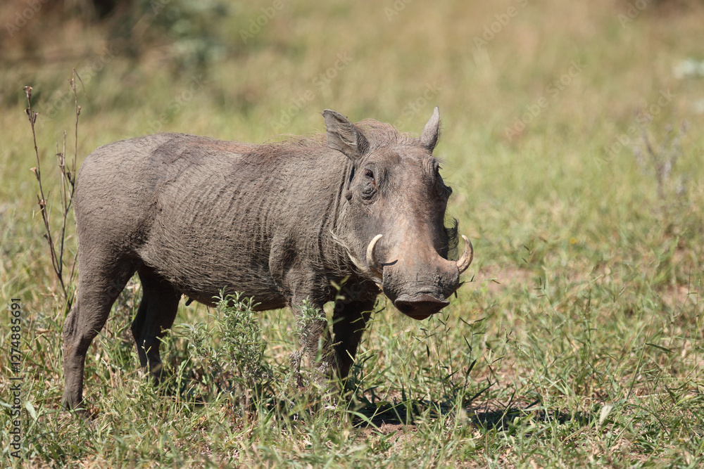 Warzenschwein / Warthog / Phacochoerus africanus.. Warzenschwein / Warthog / Phacochoerus africanus..
