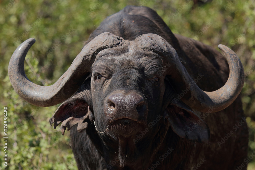 Kaffernbüffel / African buffalo / Syncerus caffer Kaffernbüffel / African buffalo / Syncerus caffer