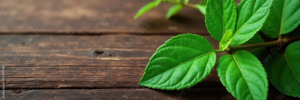 Fototapeta premium Leaf details of Piper sarmentosum plant on a wooden surface, botanical, texture, natural
