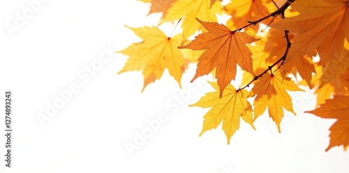 Yellow and orange leaves isolated on white background, foliage, trees