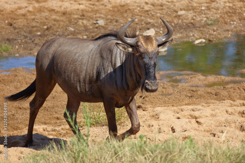 Streifengnu / Blue wildebeest / Connochaetes taurinus Streifengnu / Blue wildebeest / Connochaetes taurinus