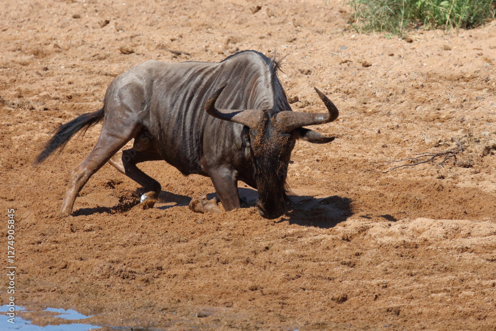 Fototapeta premium Streifengnu / Blue wildebeest / Connochaetes taurinus