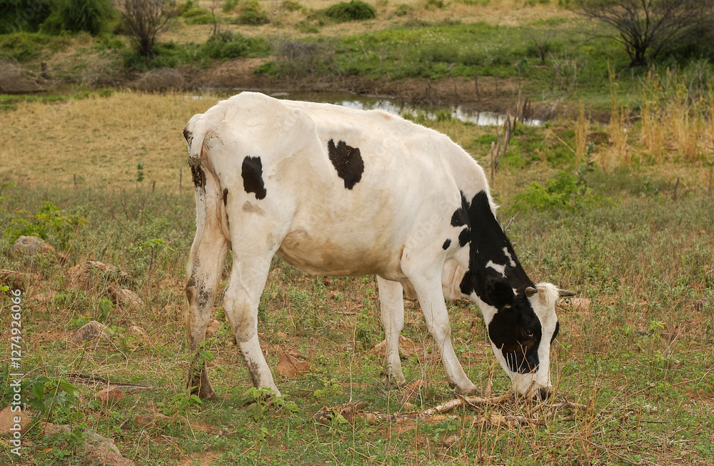Thin Holstein Cow Grazing in the Dry Hinterlands of Paraíba, Brazil Thin Holstein Cow Grazing in the Dry Hinterlands of Paraíba, Brazil