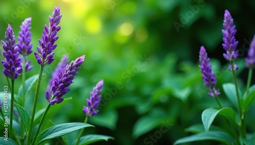 Lavender blooms dominate lush foliage green background, leafy, greenery, garden