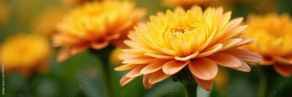 Delicate chrysanthemum petals in soft yellow and orange hues, floral arrangement, garden, mums Delicate chrysanthemum petals in soft yellow and orange hues, floral arrangement, garden, mums