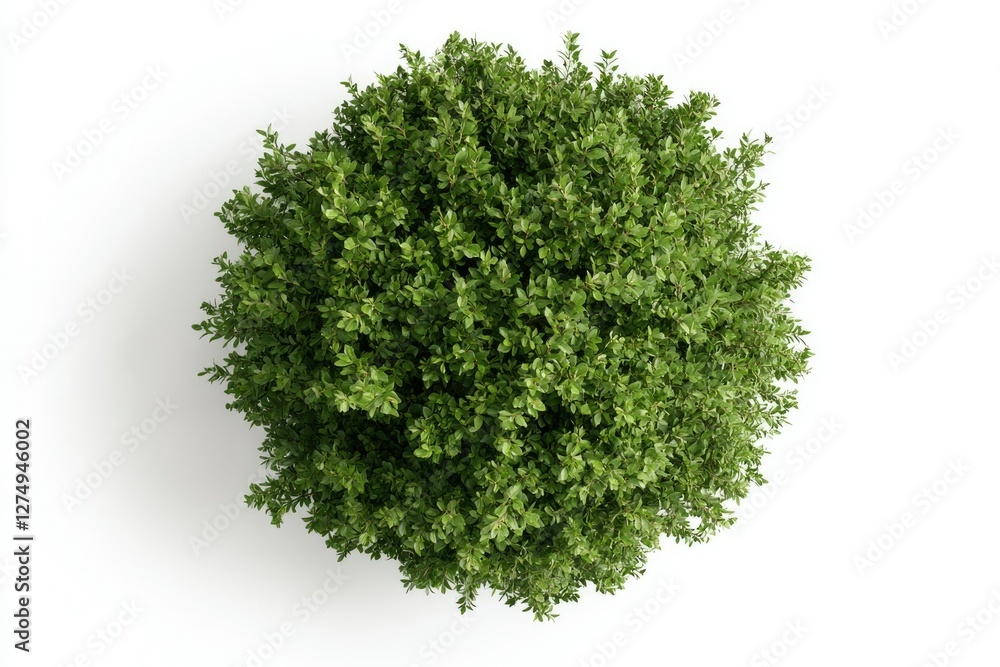 Fototapeta premium Top view of a lush green bush