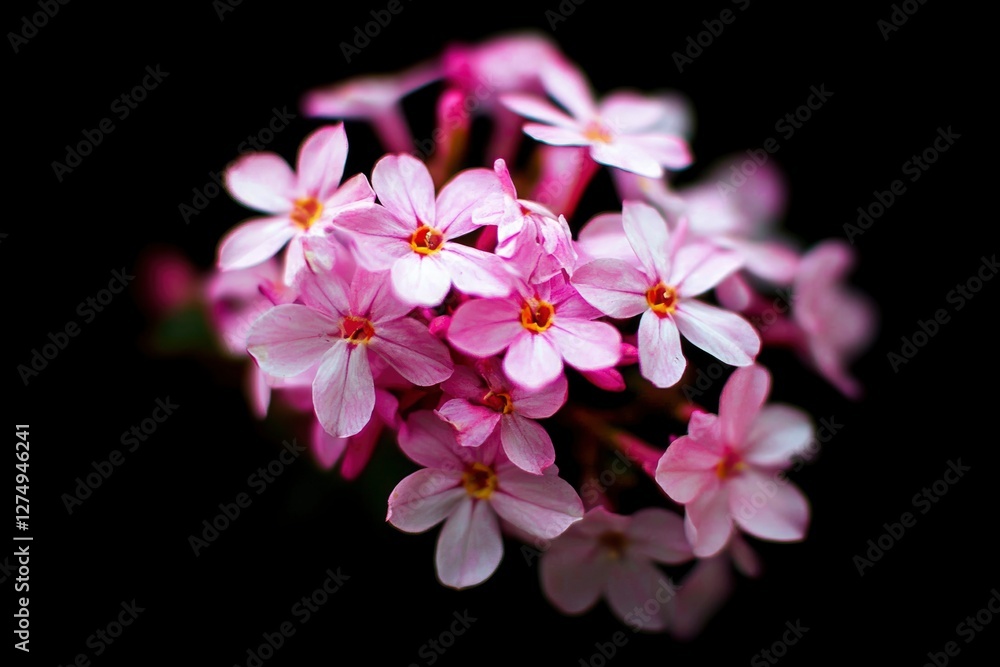 Close-up of Pink Flowers on Black Background Close-up of Pink Flowers on Black Background