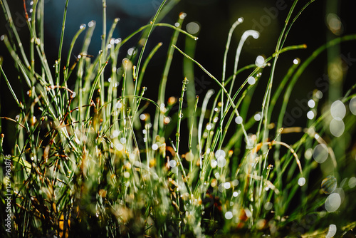 Dew-Covered Grass Blades with Morning Sunlight Bokeh