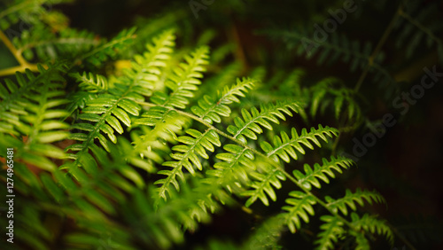 Dew-Kissed Green Leaf in Sunlight Macro Photography