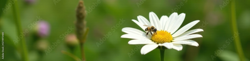 White echinacea flower with a small bee and some leaves in the background, flowers, greenery, wildflower White echinacea flower with a small bee and some leaves in the background, flowers, greenery, wildflower