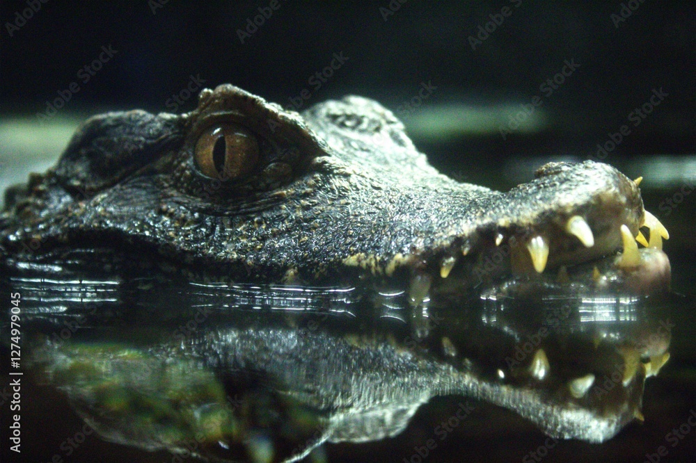 Fototapeta premium close up of a crocodile and reflection in water