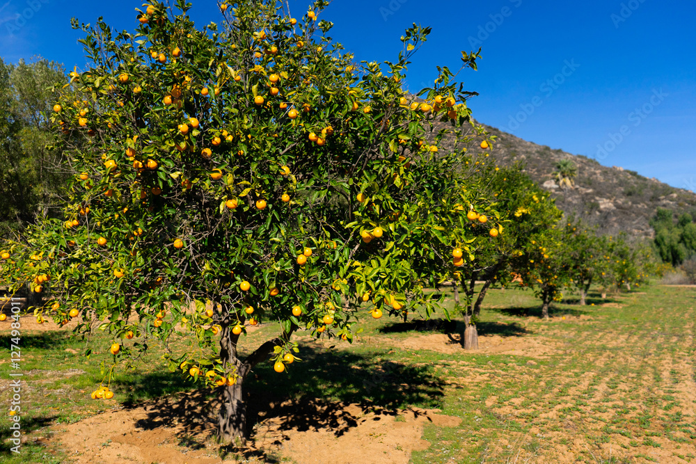Fototapeta premium Orange trees in a citrus grove in Mexico