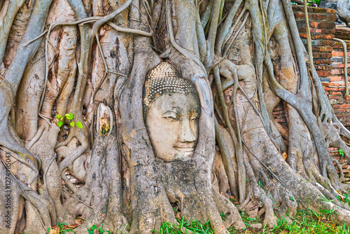 Obraz na płótnie The Buddha head in the roots of Wat Mahathat complex, Ayutthaya, Thailand w salonie