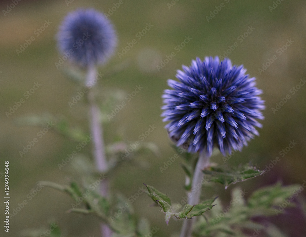 Thistle flowers in the field. Closeup view of Echinops ritro, known as globe thistle, round purple flowers blooming in the garden
Thistle flowers in the field. Closeup view of Echinops ritro, known as globe thistle, round purple flowers blooming in the garden