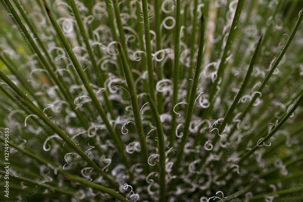 Naklejka premium Cactus background. Closeup view of Agave filifera, also known as thread agave, green leaves with white stripes