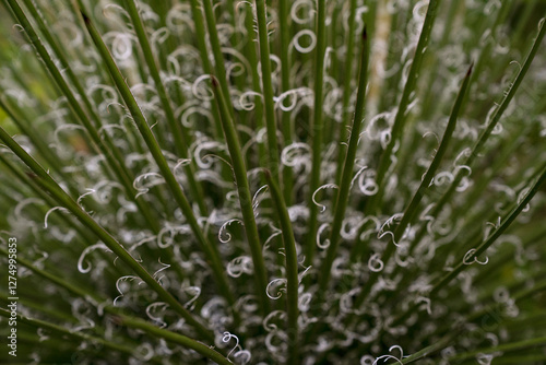 Cactus background. Closeup view of Agave filifera, also known as thread agave, green leaves with white stripes
