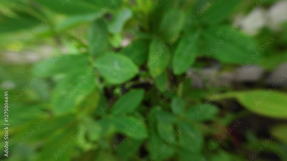 Basil is an interspecific hybrid between two species of basil, Ocimum basilicum and O. americanum. It is also known as O. basilicum var Basil is an interspecific hybrid between two species of basil, Ocimum basilicum and O. americanum. It is also known as O. basilicum var