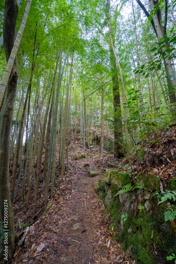 Obraz premium 岐阜県中津川市 冬の苗木城