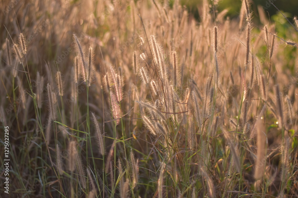 Fototapeta premium Flowers by the roadside sway in the wind, Sunlight Nature flower grass roadside grass, Feather Reed Grass Sunlight