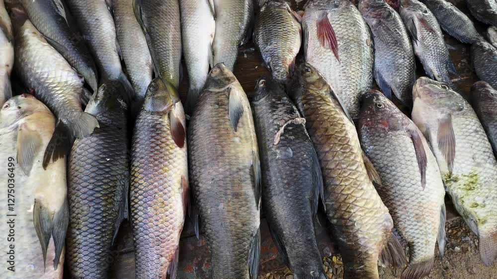 fish displayed for sell on a street fish displayed for sell on a street