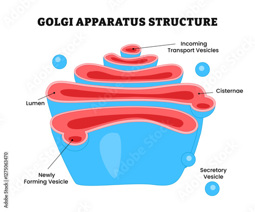 Golgi Apparatus