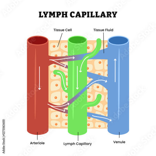 Lymph capillary structure anatomy in human tissue, contain blood vessel Venule and Arteriole. Lymphatic system, tissue cell and tissue fluid for waste products, bacteria. Biology education.
