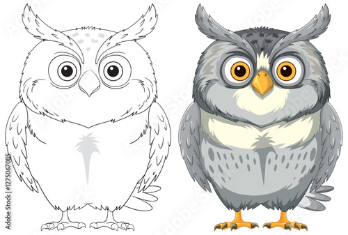 Owl Illustration with Outline and Color