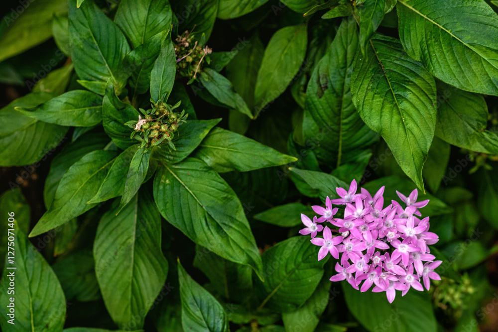 Macro Photo of Tiny Pink Lilac Flowers and Green Leaves. Macro Photo of Tiny Pink Lilac Flowers and Green Leaves.