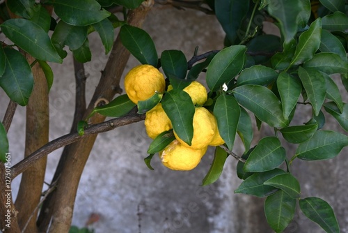 Yuzu (Citrus junos) fruits. Rutaceae citrus evergreen fruit tree. The sour taste and aroma of the fruit are popular and used to flavor Japanese cuisine. photo