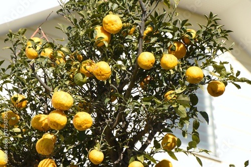 Yuzu (Citrus junos) fruits. Rutaceae citrus evergreen fruit tree. The sour taste and aroma of the fruit are popular and used to flavor Japanese cuisine. photo