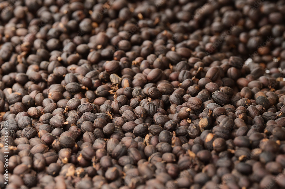 Coffee beans drying in the sun Coffee beans drying in the sun