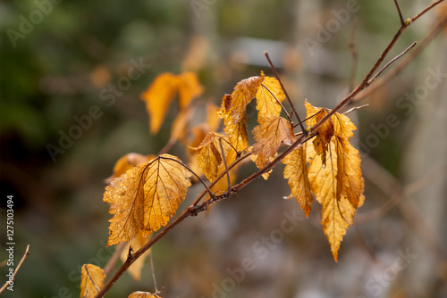 yellow autumn leaves