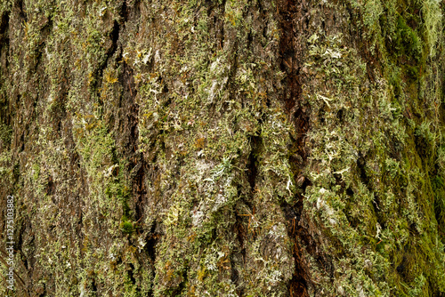 tree bark texture