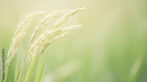 Golden Rice Field: A close-...