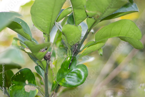 Lemon sweet orange often reaches 6 metres 20 feet in height photo