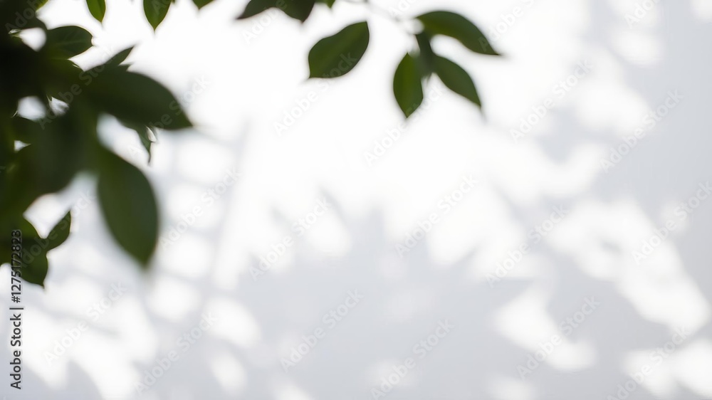 Abstract nature concept with gray shadows of leaves on a white wall, creating a neutral and blurred background with dappled light effect, dappled light, overlay Abstract nature concept with gray shadows of leaves on a white wall, creating a neutral and blurred background with dappled light effect, dappled light, overlay