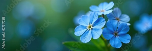 Blue forget-me-not blooms with small white petals, forget me nots, flowers, flower